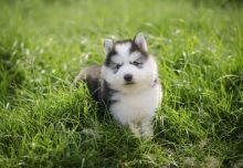 Summer Siberian Husky Puppies Ready for New Family