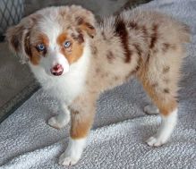 Two australian shepherd puppies for rehoming