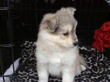 Very Healthy Male and Female Pomsky puppies looking for Adoption.