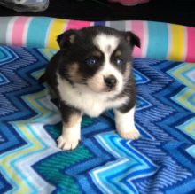 Very Healthy Male and Female Pomsky puppies looking for Adoption.