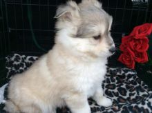 Very Healthy Male and Female Pomsky puppies looking for Adoption.