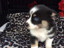 Very Healthy Male and Female Pomsky puppies looking for Adoption.