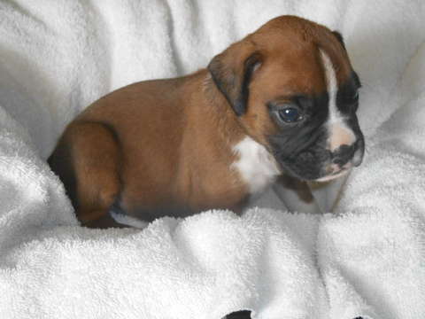Beautiful Male and Female boxer Puppies Image eClassifieds4u