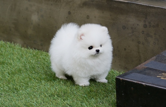 Beautiful Pomeranian puppies Available Image eClassifieds4u