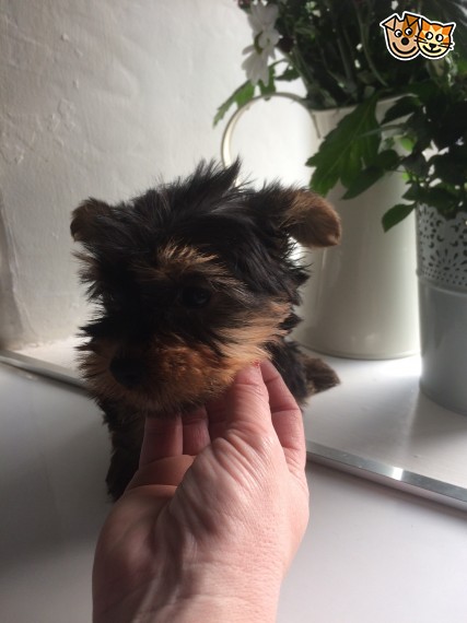 Excellent CKC Registered Yorkshire Terrier Puppies for Adoption Image eClassifieds4u
