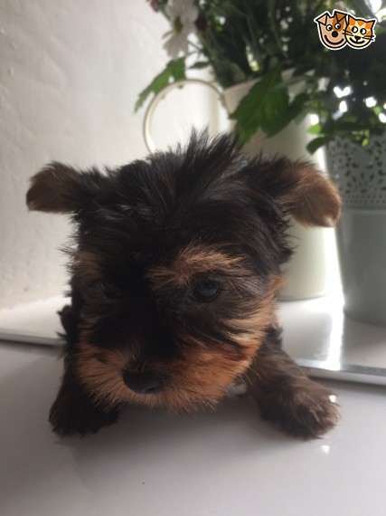 Excellent CKC Registered Yorkshire Terrier Puppies for Adoption Image eClassifieds4u