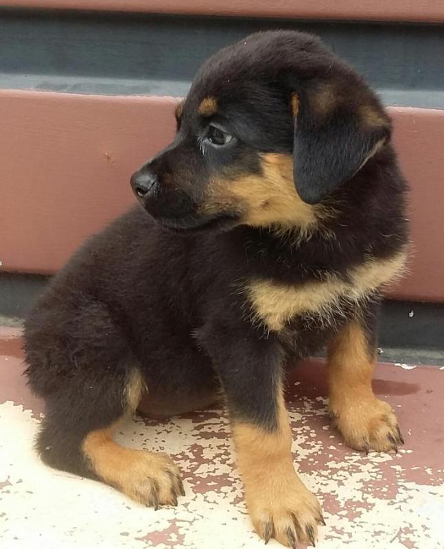Cute Male/Female CKC Rottweiler puppies for FREE Adoption. Image eClassifieds4u
