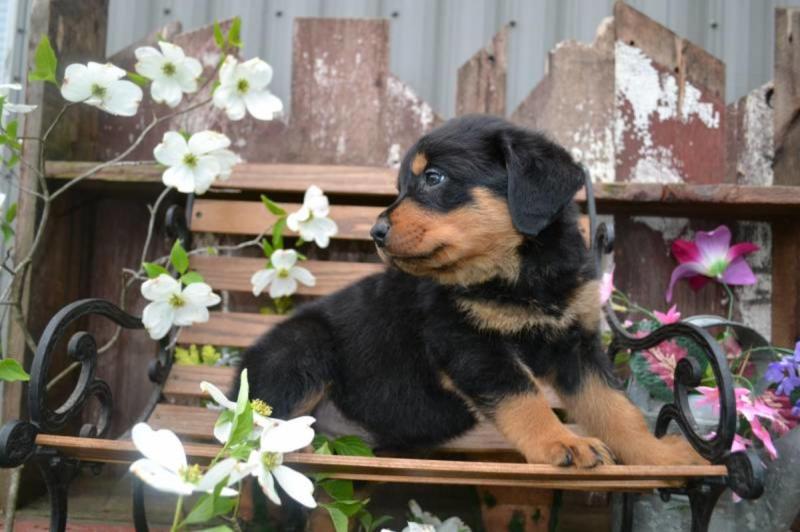 Cute Male/Female CKC Rottweiler puppies for FREE Adoption. Image eClassifieds4u