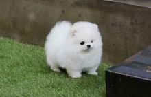 Beautiful Pomeranian puppies Available Image eClassifieds4U