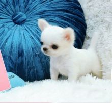 Chihuahua Puppy Image eClassifieds4U