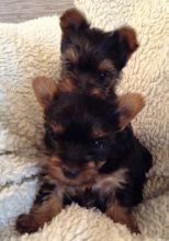 Excellent CKC Registered Yorkshire Terrier Puppies for Adoption Image eClassifieds4u 2