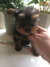 Excellent CKC Registered Yorkshire Terrier Puppies for Adoption Image eClassifieds4u 3