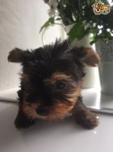 Excellent CKC Registered Yorkshire Terrier Puppies for Adoption Image eClassifieds4u 4