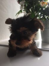 Excellent CKC Registered Yorkshire Terrier Puppies for Adoption Image eClassifieds4u 2