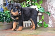 Cute Male/Female CKC Rottweiler puppies for FREE Adoption. Image eClassifieds4u 4