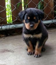 Cute Male/Female CKC Rottweiler puppies for FREE Adoption. Image eClassifieds4u 3