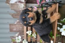 Cute Male/Female CKC Rottweiler puppies for FREE Adoption. Image eClassifieds4u 3