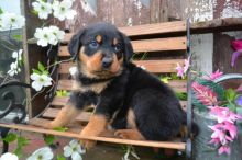 Cute Male/Female CKC Rottweiler puppies for FREE Adoption. Image eClassifieds4u 2