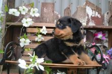 Cute Male/Female CKC Rottweiler puppies for FREE Adoption. Image eClassifieds4u 4