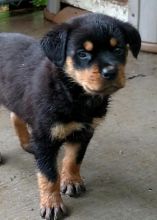 Cute Male/Female CKC Rottweiler puppies for FREE Adoption. Image eClassifieds4u 2