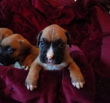 Lovely Face boxer Puppies Image eClassifieds4U