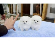 Male and Female Awesome T-Cup Pomeranian Puppies For Adoption Image eClassifieds4u 3