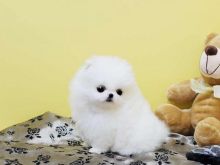 Male and Female Awesome T-Cup Pomeranian Puppies For Adoption Image eClassifieds4u 2