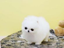 Male and Female Awesome T-Cup Pomeranian Puppies For Adoption Image eClassifieds4u 2