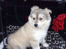 Very Healthy Male and Female Pomsky puppies looking for Adoption. Image eClassifieds4u 2