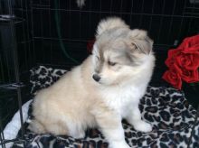 Very Healthy Male and Female Pomsky puppies looking for Adoption. Image eClassifieds4u 3
