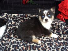 Very Healthy Male and Female Pomsky puppies looking for Adoption. Image eClassifieds4u 4