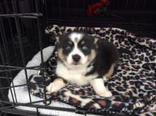 Very Healthy Male and Female Pomsky puppies looking for Adoption. Image eClassifieds4u 2