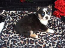 Very Healthy Male and Female Pomsky puppies looking for Adoption. Image eClassifieds4u 3