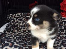 Very Healthy Male and Female Pomsky puppies looking for Adoption. Image eClassifieds4u 1