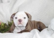Very Sweet Charming English bulldog Puppies Image eClassifieds4U