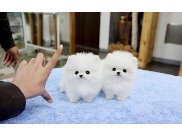Male and Female Awesome T-Cup Pomeranian Puppies For Adoption Image eClassifieds4u