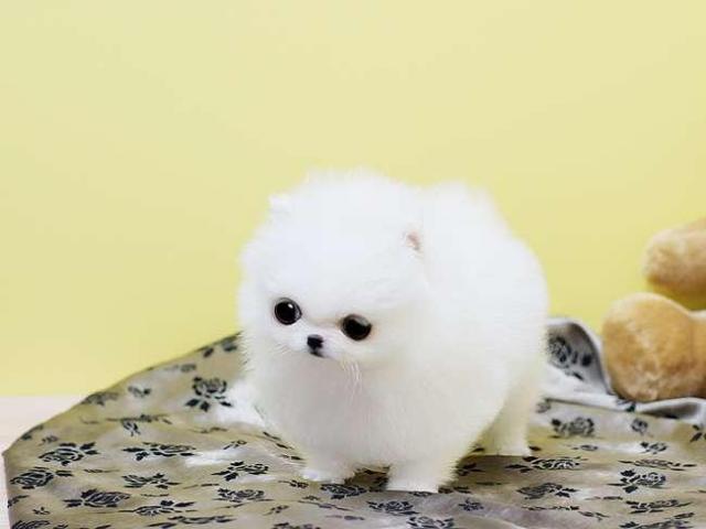 Male and Female Awesome T-Cup Pomeranian Puppies For Adoption Image eClassifieds4u
