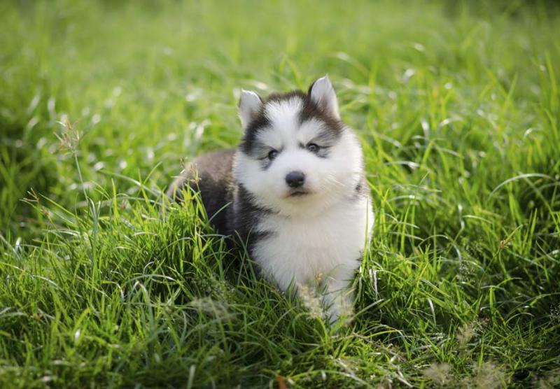 Summer Siberian Husky Puppies Ready for New Family Image eClassifieds4u
