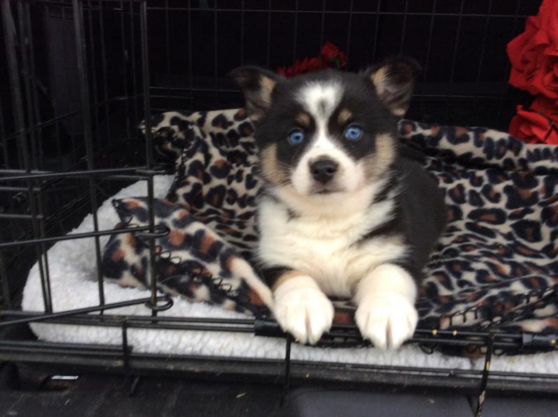 Very Healthy Male and Female Pomsky puppies looking for Adoption. Image eClassifieds4u