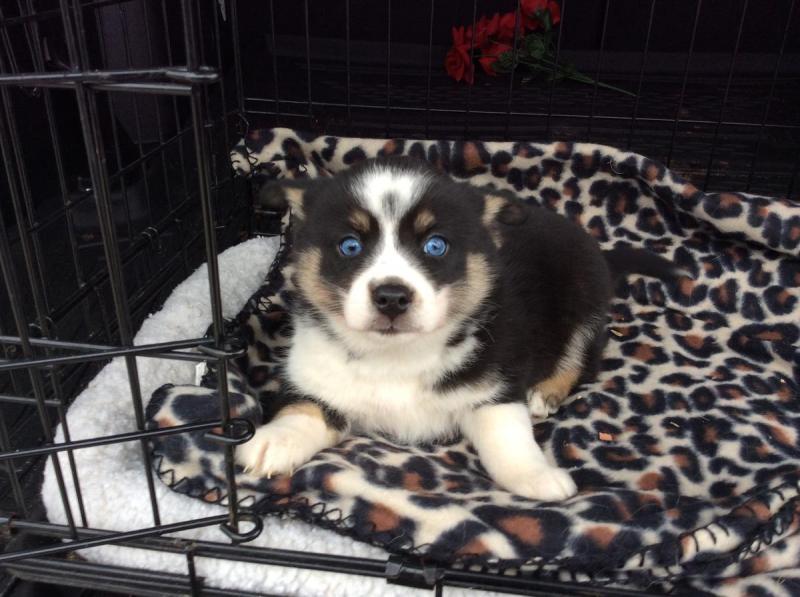 Very Healthy Male and Female Pomsky puppies looking for Adoption. Image eClassifieds4u