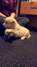 Husky Lab mix for sale