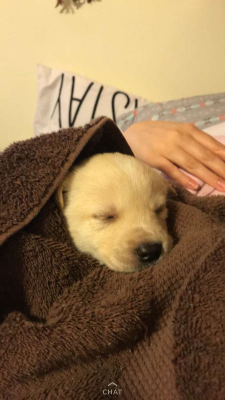 Husky Lab mix for sale Image eClassifieds4u