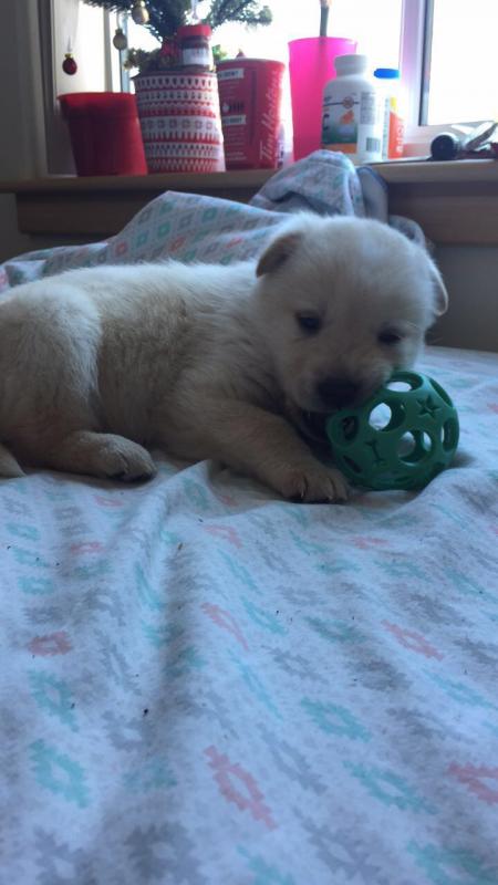 Husky Lab mix for sale Image eClassifieds4u