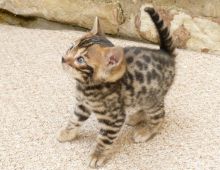 Adorable registered Male and Female Bengal Kittens available
