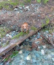 Mini Dachshund For Sale