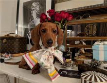 Mini Dachshund For Sale Image eClassifieds4u 2