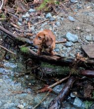 Mini Dachshund For Sale Image eClassifieds4u 4