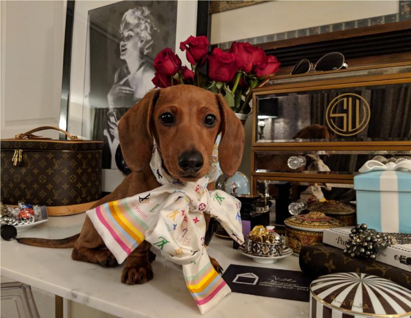 Mini Dachshund For Sale Image eClassifieds4u