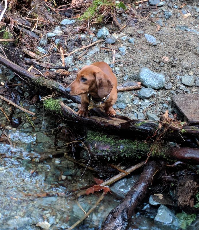 Mini Dachshund For Sale Image eClassifieds4u