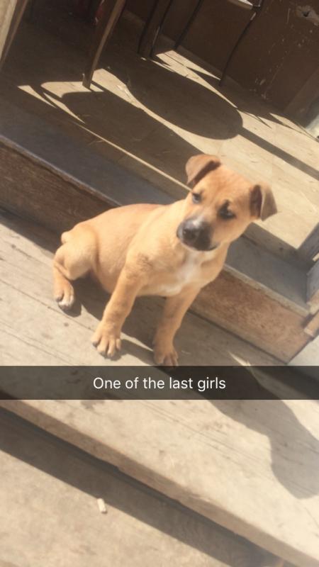 American bully / German Shepard puppies Image eClassifieds4u